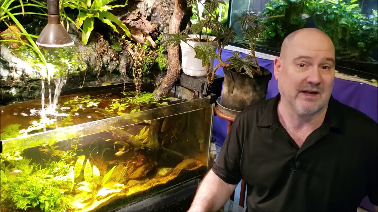 Cheap and Easy Options For Aquarium Background
