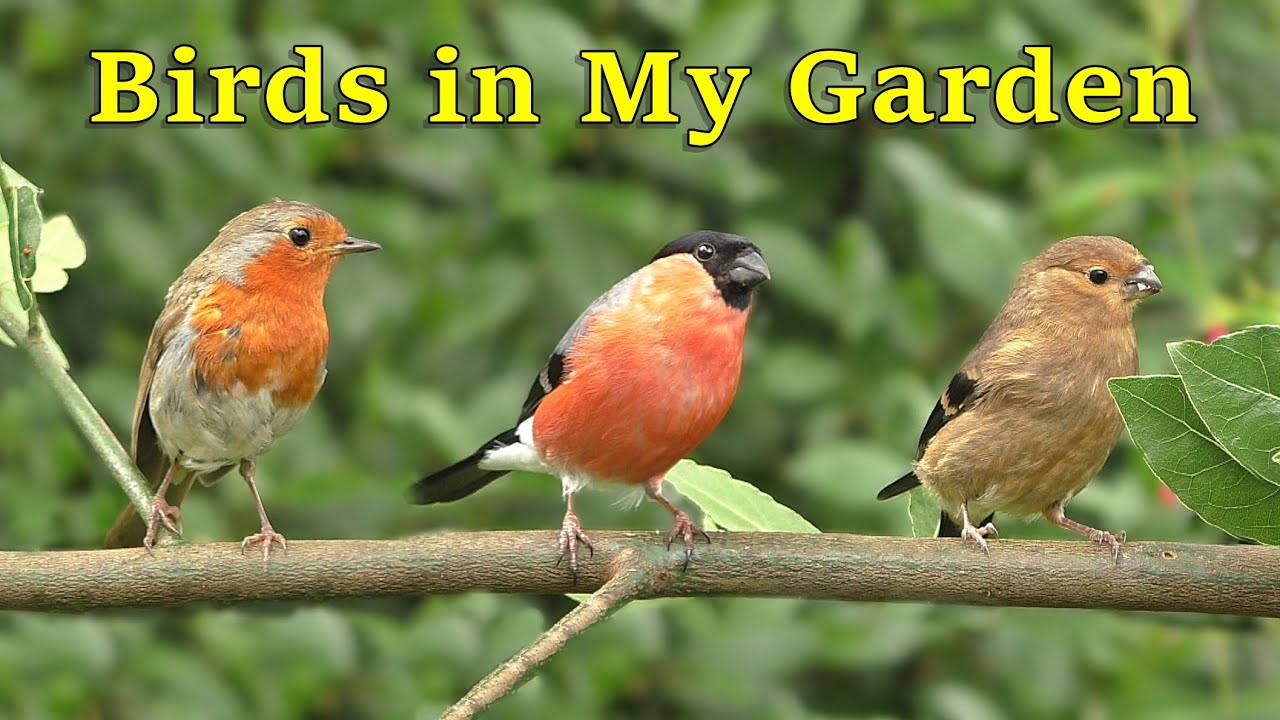 Birds in My June Garden