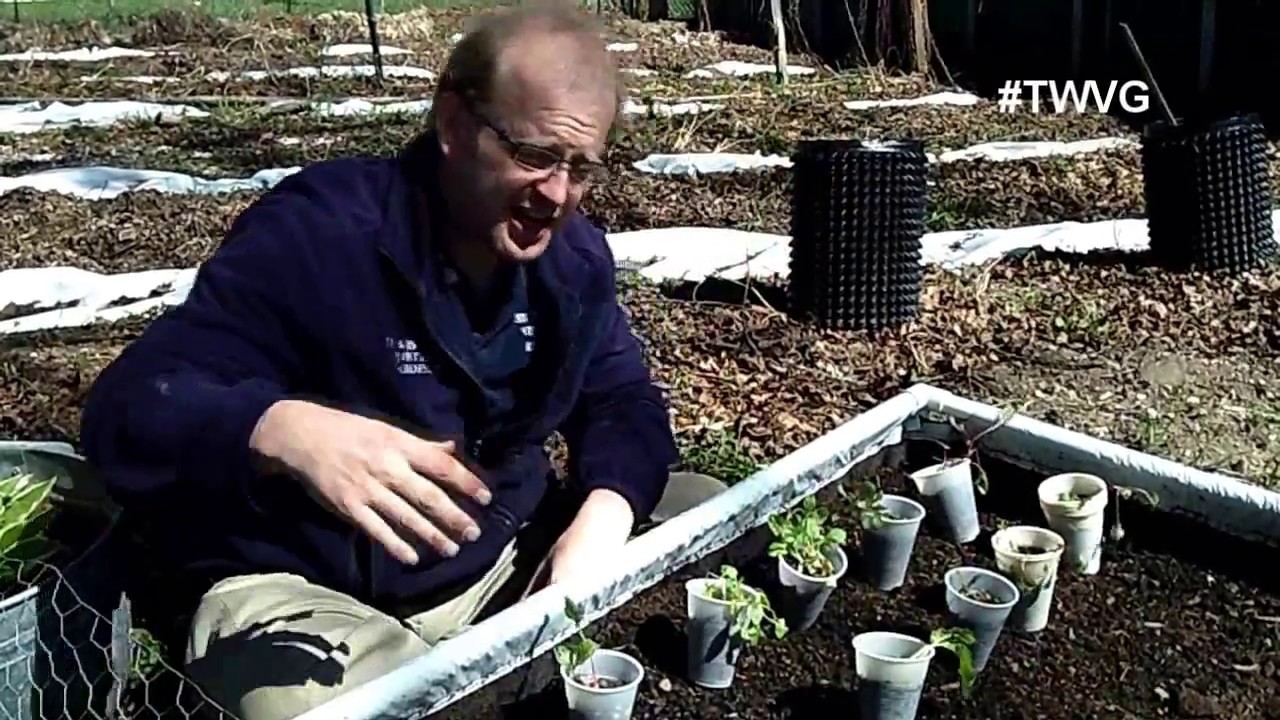 Planting Leeks, Parsley Root, Swiss Chard & Turnip The Wisconsin Vegetable Gardener
