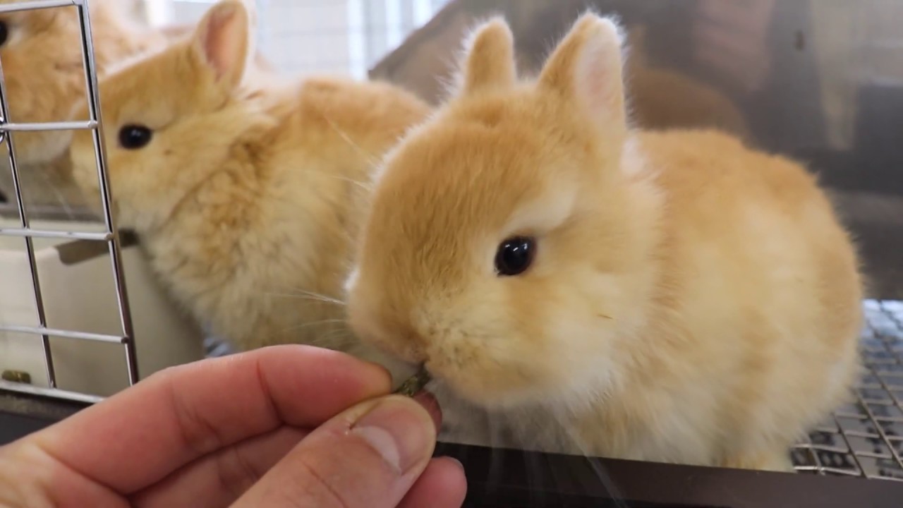 うさぎちゃんの【もぐもぐシリーズ～rabbit ver 1～】