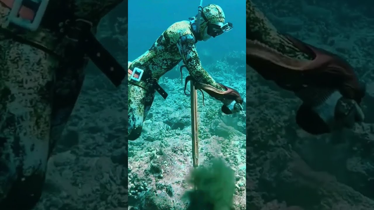 Vida no Mar | V&iacute;deos do Oceano