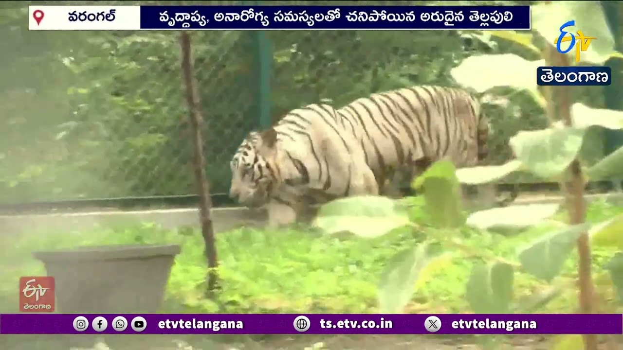 White Tiger Dies at Warangal Kakatiya Zoo | వరంగల్ కాకతీయ జూ పార్క్‌లో తెల్లపులి మృతి