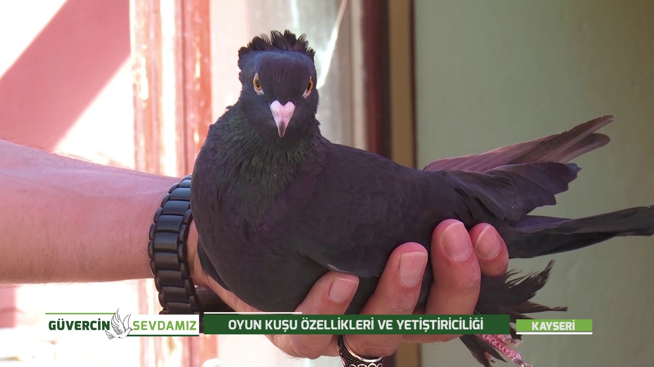 GÜVERCİN SEVDAMIZ | OYUN KUŞUNUN ÖZELLİKLERİ VE YETİŞTİRİCİLİĞİ
