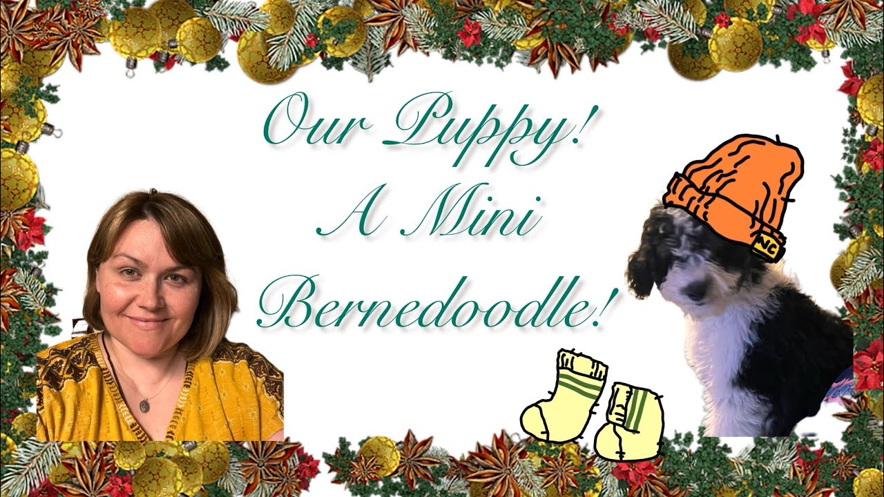 Our Puppy! Mini Bernedoodle! 