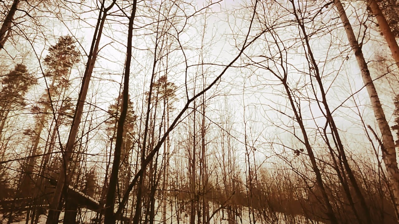Виртуальная прогулка  Virtual walk in the woods | Relaxing video | Прогулка Релаксация Расслабление