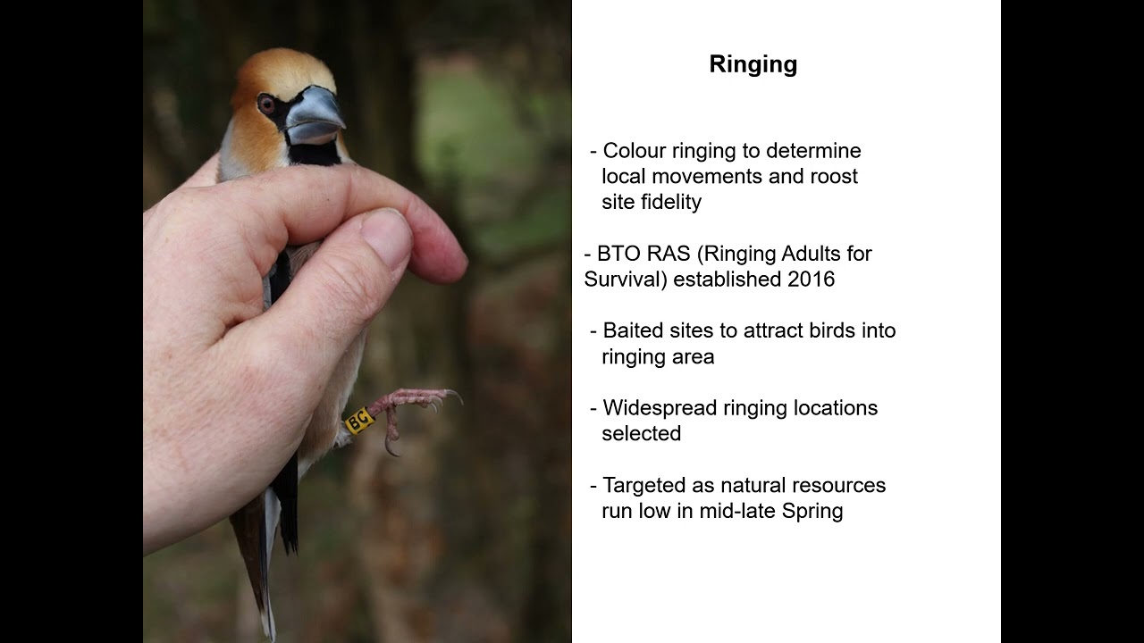 Talk 2: Marcus Ward – Hawfinch in the New Forest