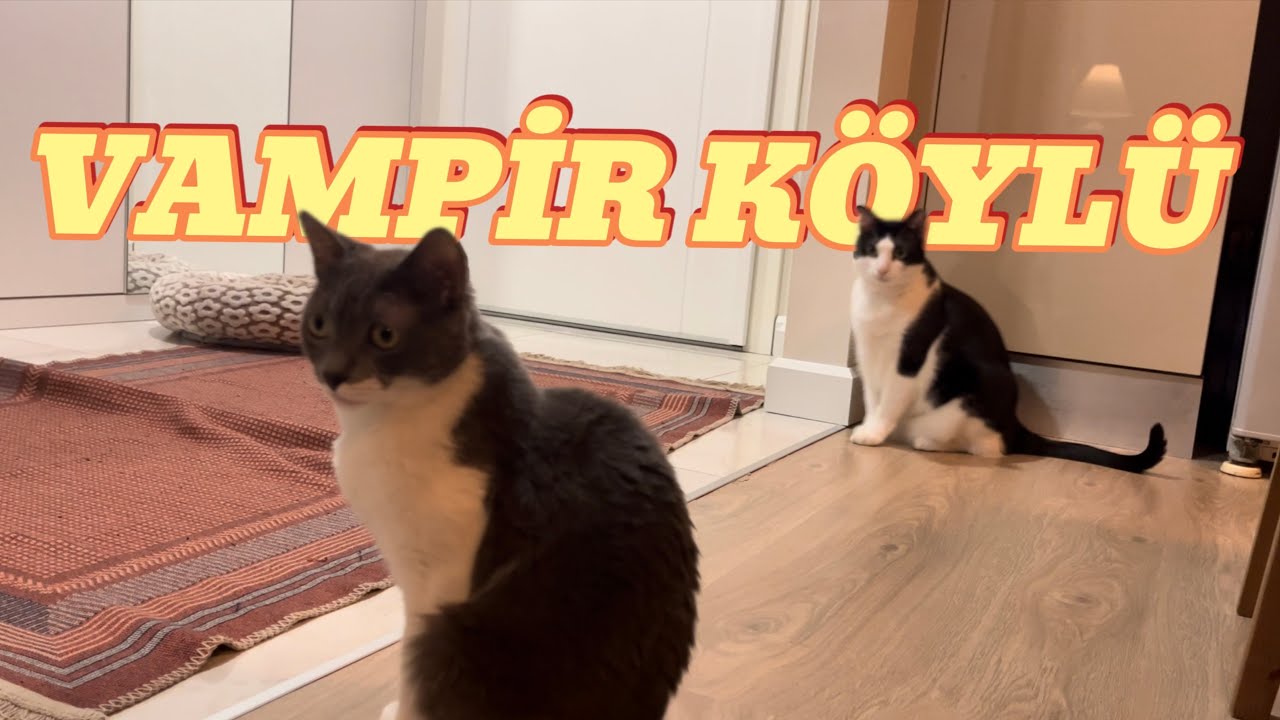 KEDİLERİMLE VAMPİR KÖYLÜ OYNUYORUZ