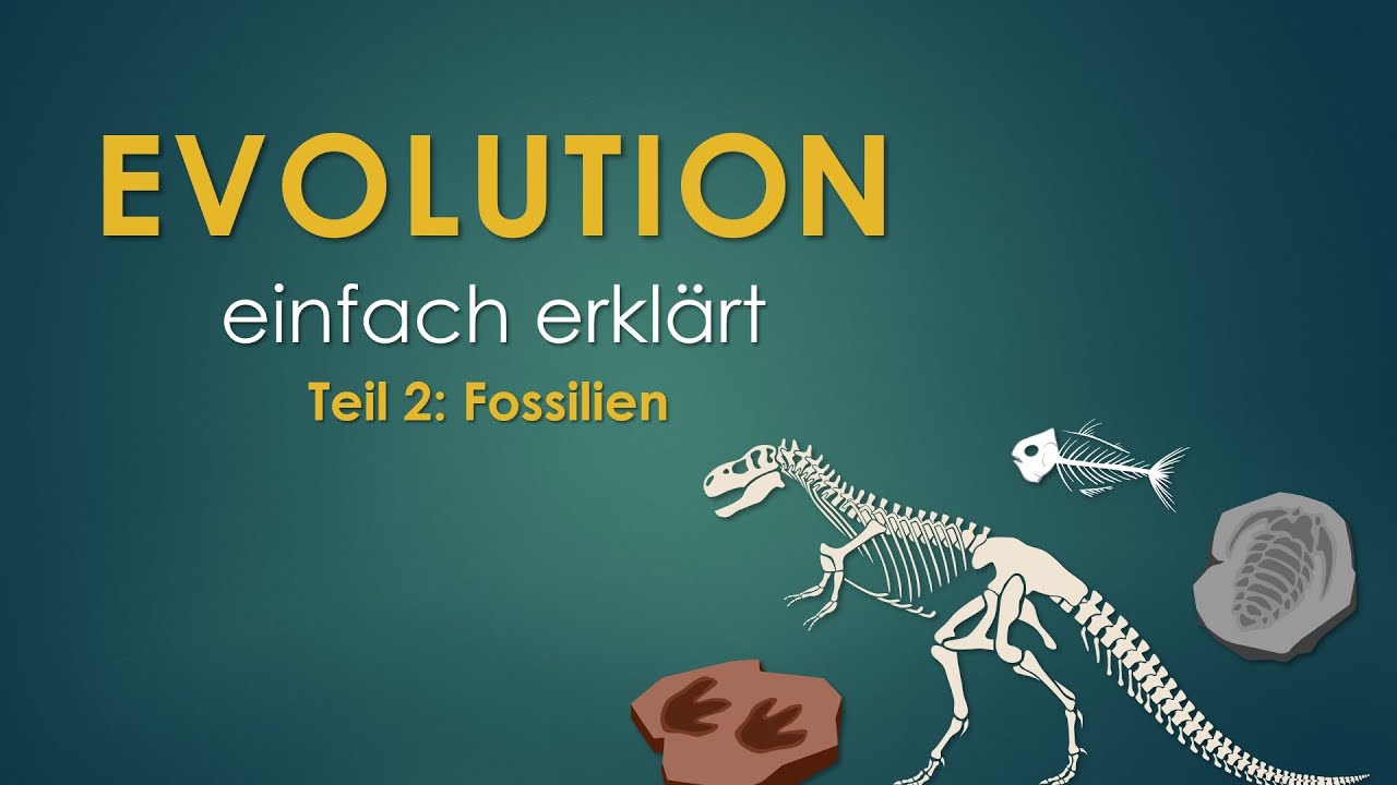 2. Fossilien | EVOLUTION einfach erklärt