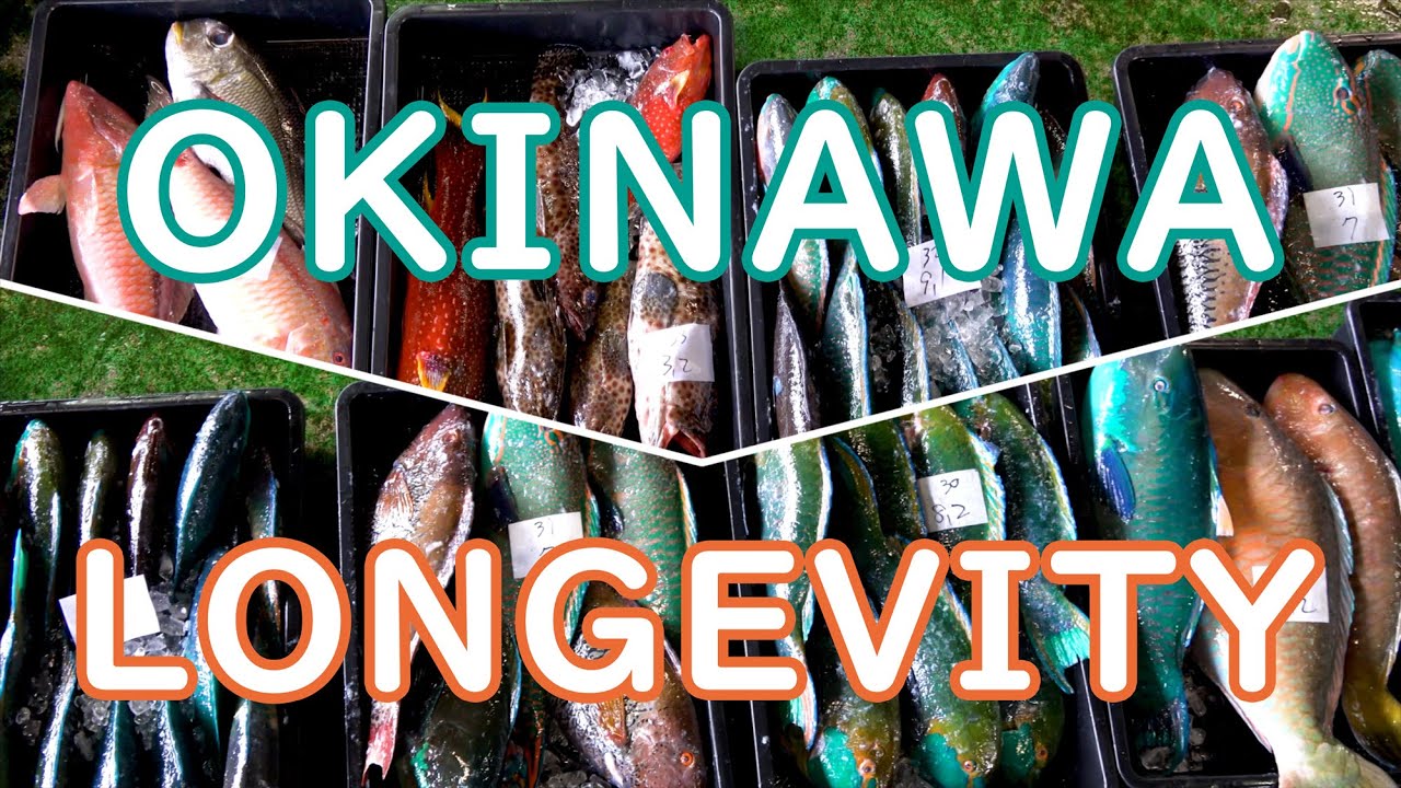 Okinawa Longevity Secrets - Mozuku Seaweed Minamoto Fucoidan - The Restored Corals