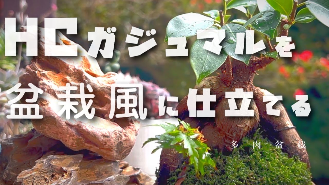 【ガジュマル盆栽】ホームセンターで購入した植物を仕立てます！