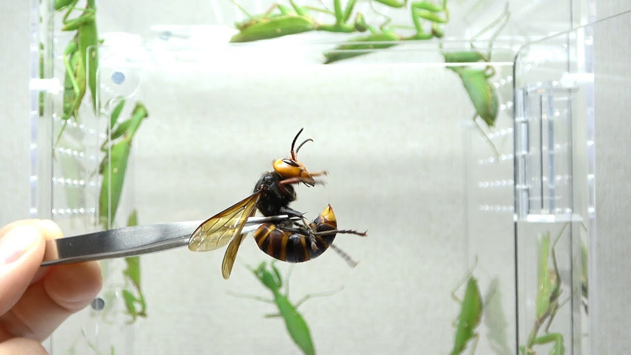 大量のカマキリの中にオオスズメバチを放すと…