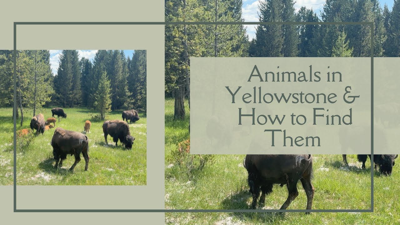 Animals in Yellowstone National Park and Where to Find Them.