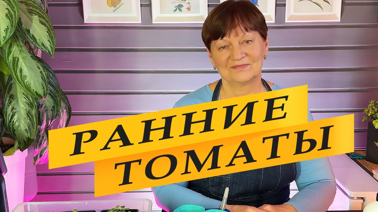 Томаты -  урожай уже в мае