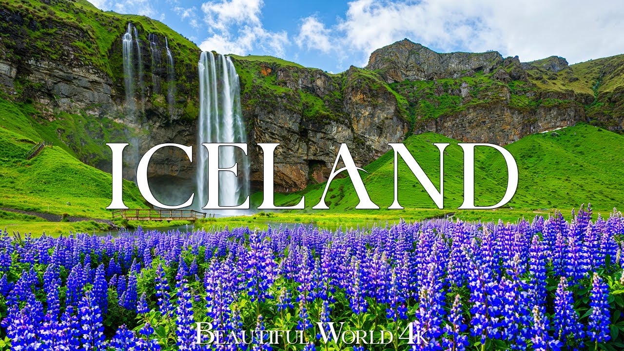 Iceland 4K - Lupin Blooms and Stunning Springtime Scenery - Calming Piano Music