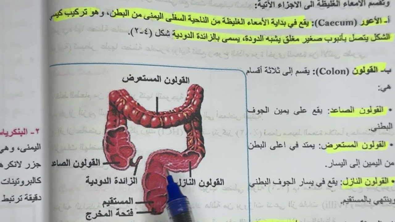 الجهاز الهضمي للصف الثالث متوسط المحاضرة / 2 الأمعاء الدقيقة و الامعاء الغليظة ص ٤٣-٤٤ المنهج الجديد
