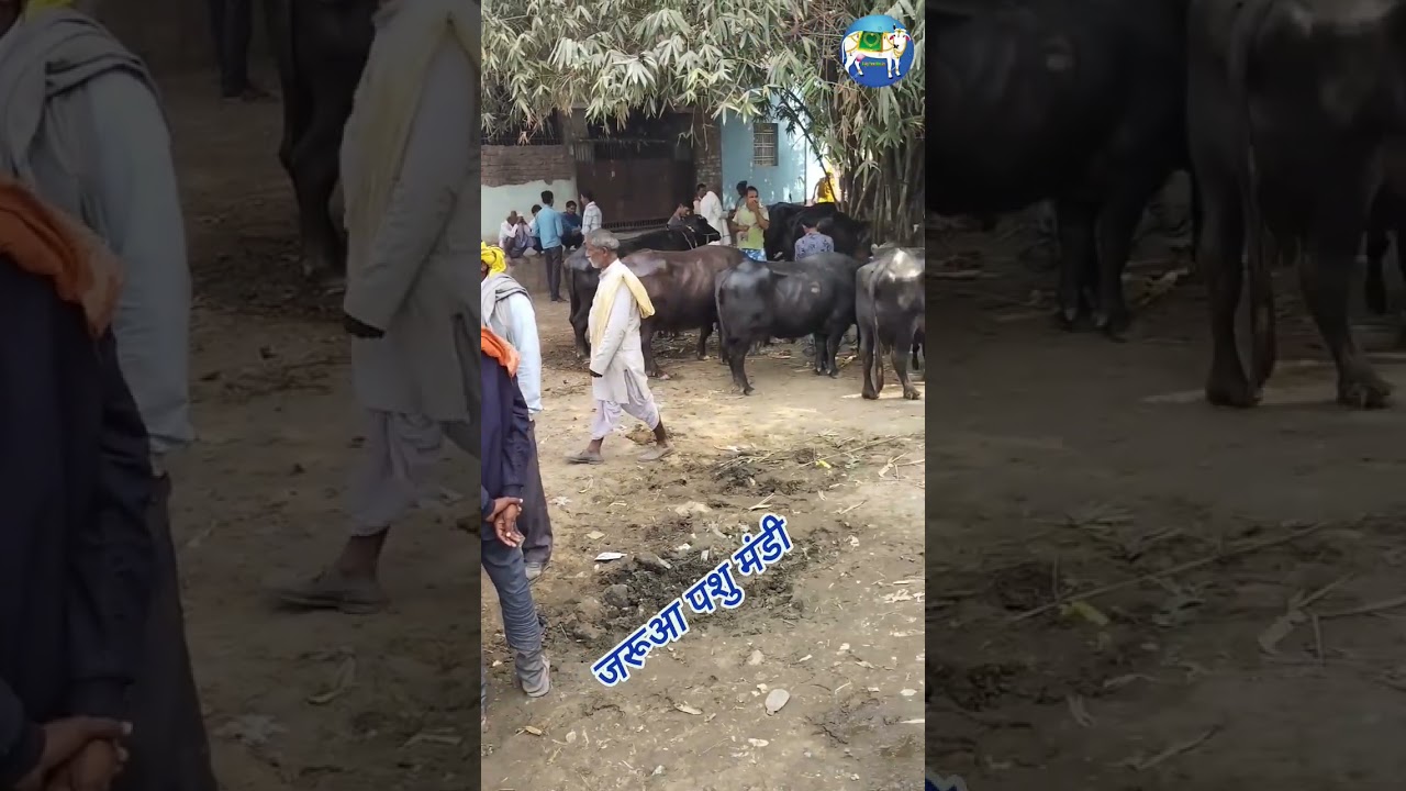 #dairyfarmidea #hfcow #animal #biharpashumandi #cow #cowmandi #cattlemarket #dairy #dairyfarmers