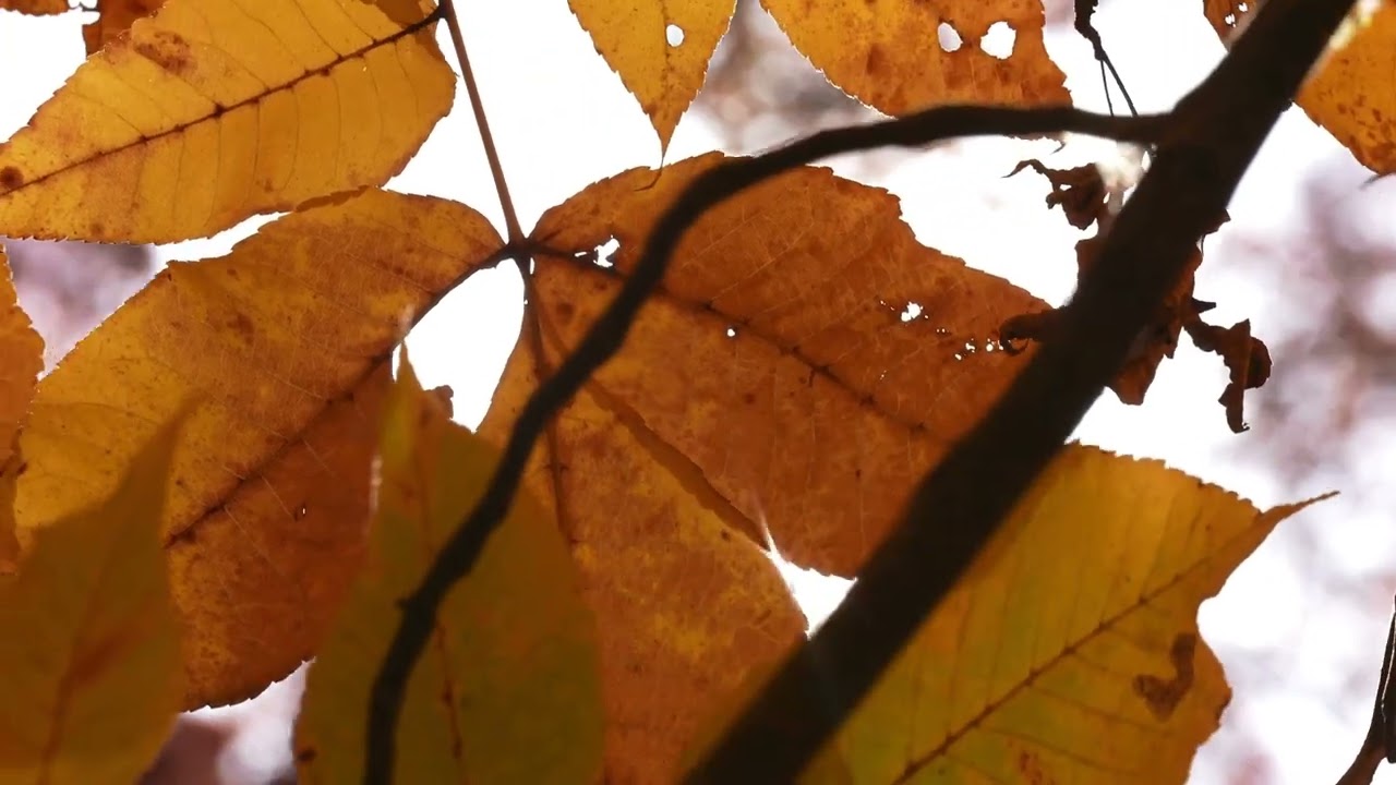 Florham Campus: Throughout the Seasons