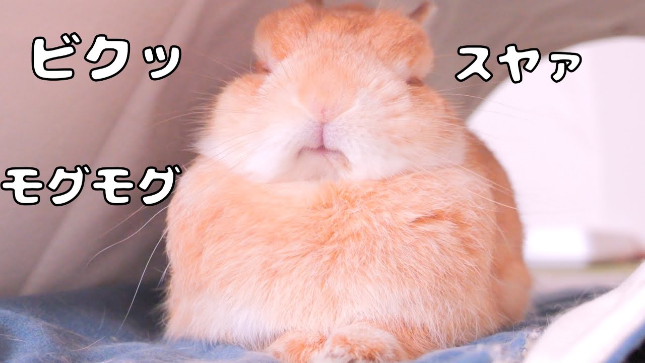 モグモグさせてビクッ！っとしてから深い眠りにつくムギが可愛すぎました【No.1625】