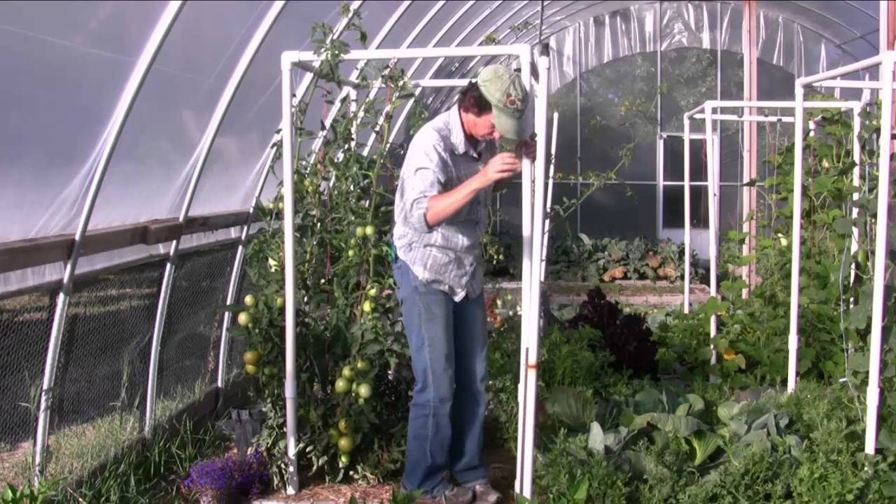 Technique to Keep Tomatoes More Accessible - Lower and Lean