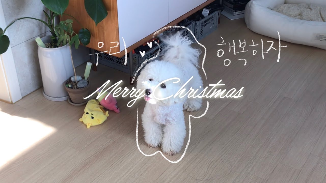 [vlog] 평화로운 크리스마스에 찾아온 공포 | 눈껍칼에 손베여서 응급실 가기