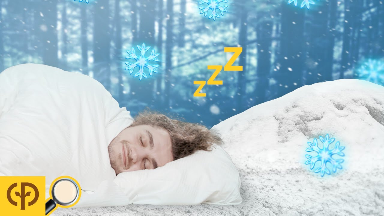 Comment les for&ecirc;ts survivent &agrave; l'hiver ? | Center Parcs