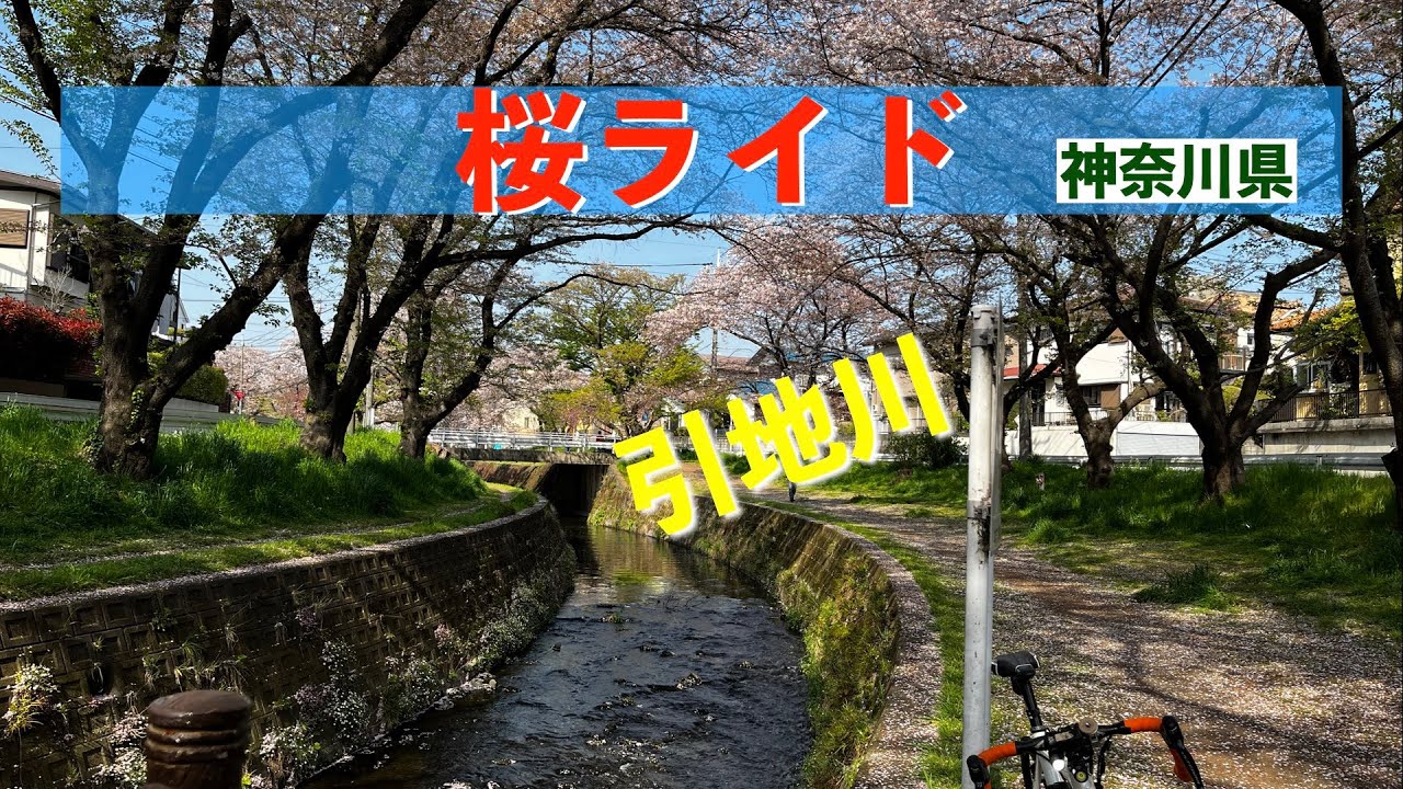 【 桜見物 サイクリング 】神奈川県引地川の桜満開お花見ライド