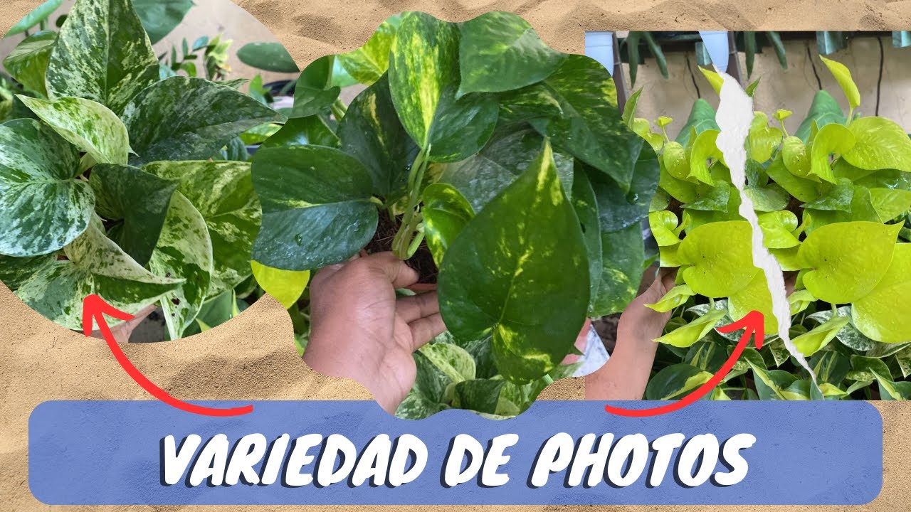 Variedades de Pothos que debes conocer. || El Rincón de Nora