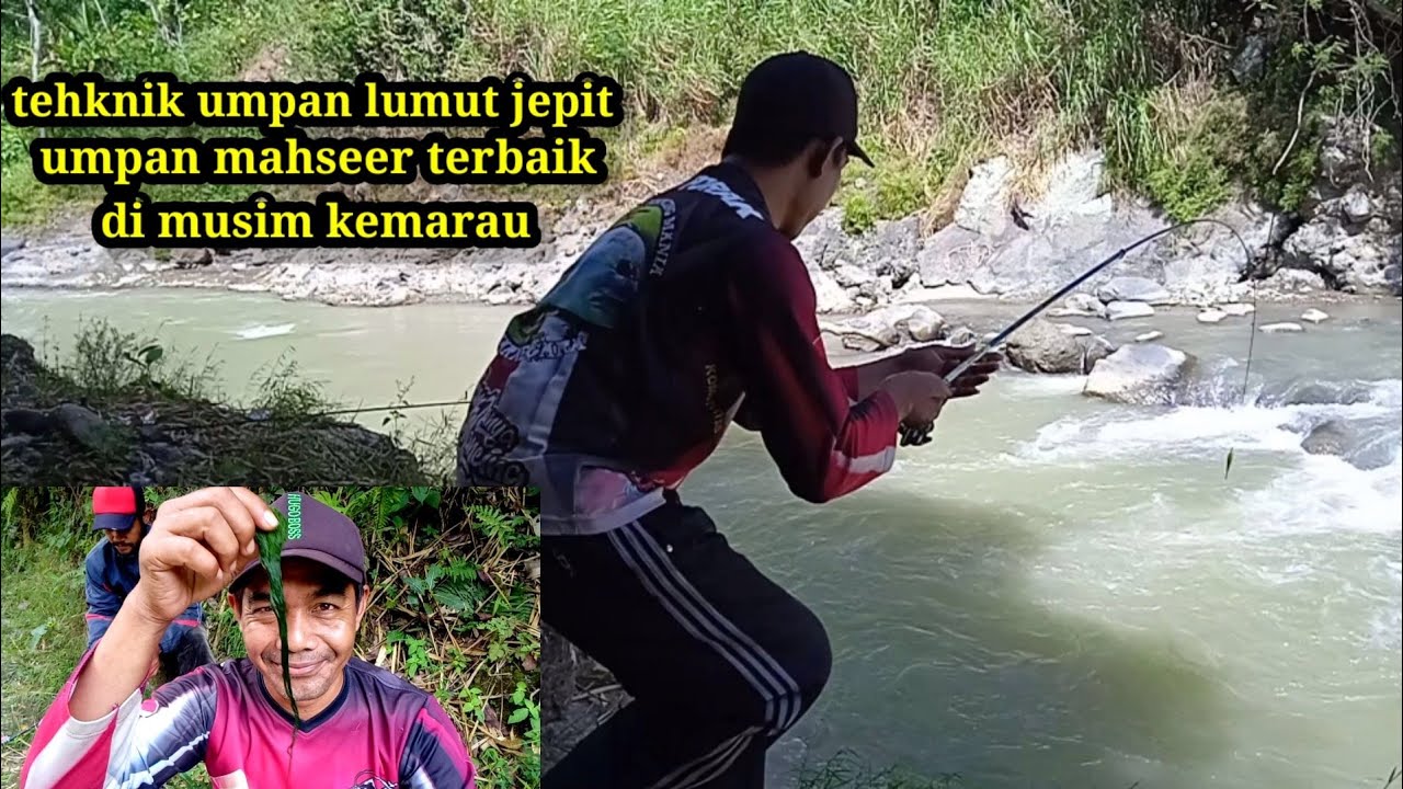 JITU..!!! Mancing MAHSEER tehknik umpan lumut jepit ampuh di sungai jernih || sungai merawu