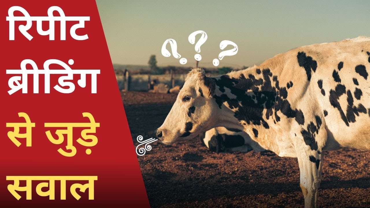 रिपीट ब्रीडिंग से जुड़े सवाल | Use of Tonophosphan in Repeat Breeding