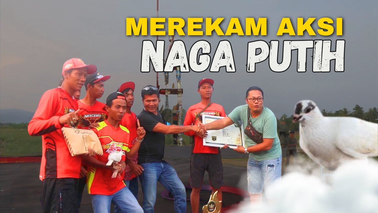MOMEN AKSI FENOMENAL NAGA PUTIH DI LOMBA MERPATI EVENT MOBIL | NEW RAMPOK