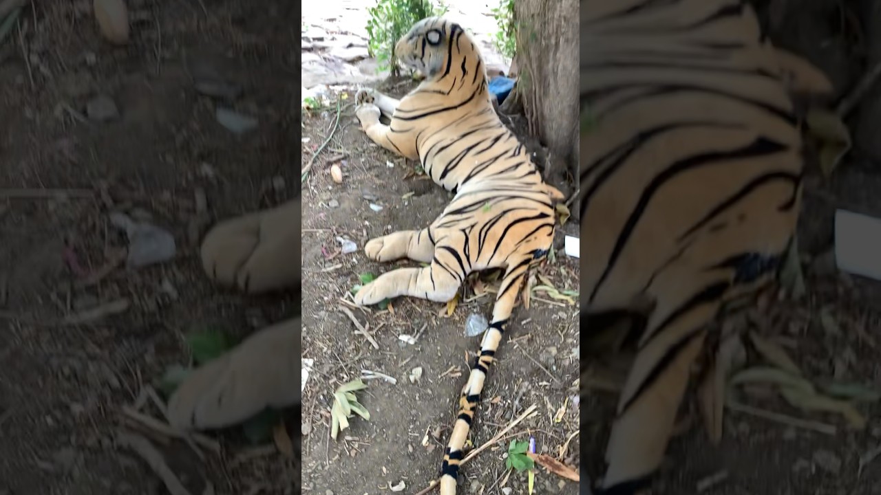 Khatlapura Lake Pr Mila Tiger🐯🐅 #bhopal #minivlog #lakeview #bhopallake #sher #tiger #vlog #blog