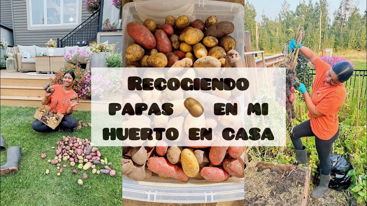 Cosecha de papas en el huerto casero 🌱 ¡Mira cuánto saqué! #huerto 
