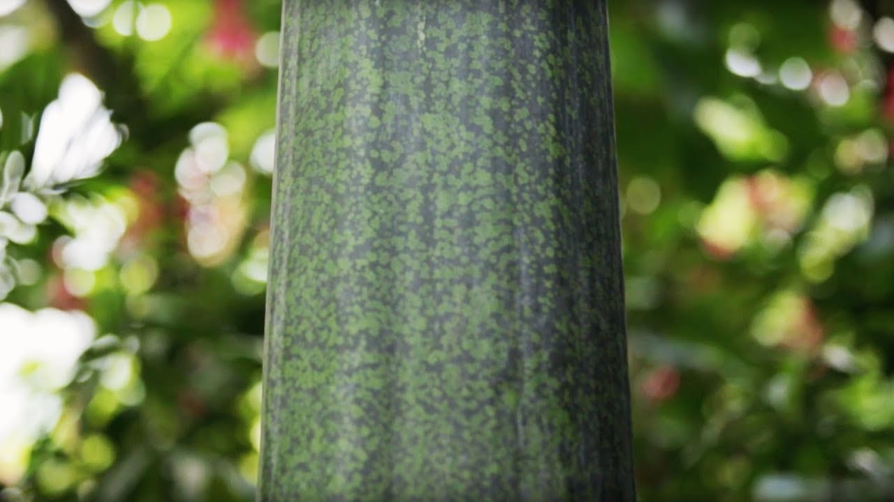 Titanwurz - Wie tarnt sich die grösste Blume der Welt?