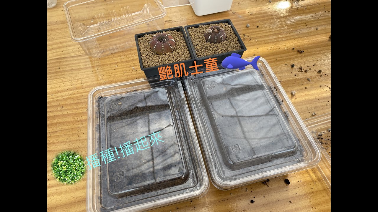 必修課多肉植物  多肉植物播種 艷肌士童種子播起來  MC Succulent plant Vlog【 MC多肉園 】