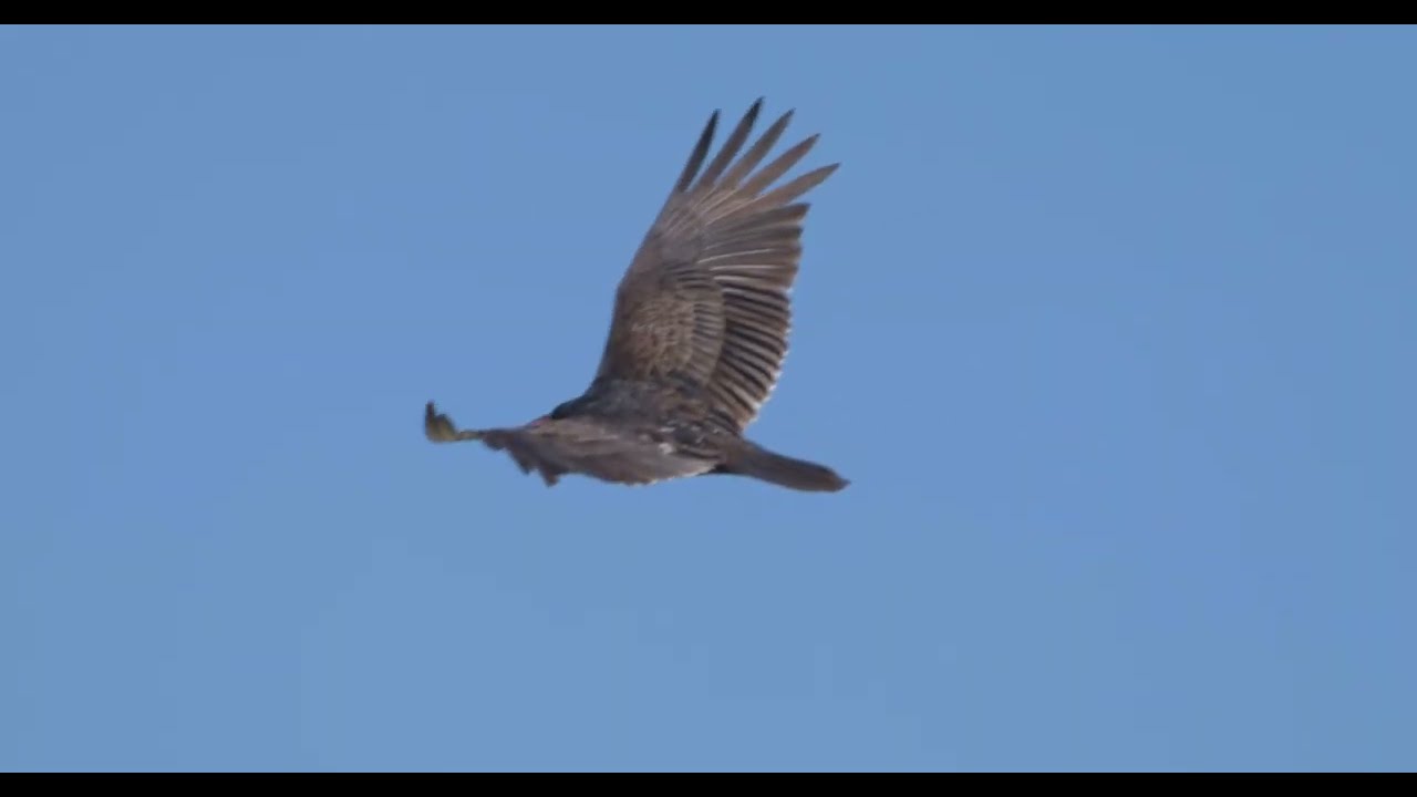 Sony Burano  8.6K X-OCN LT Demo: Great Falls National Park