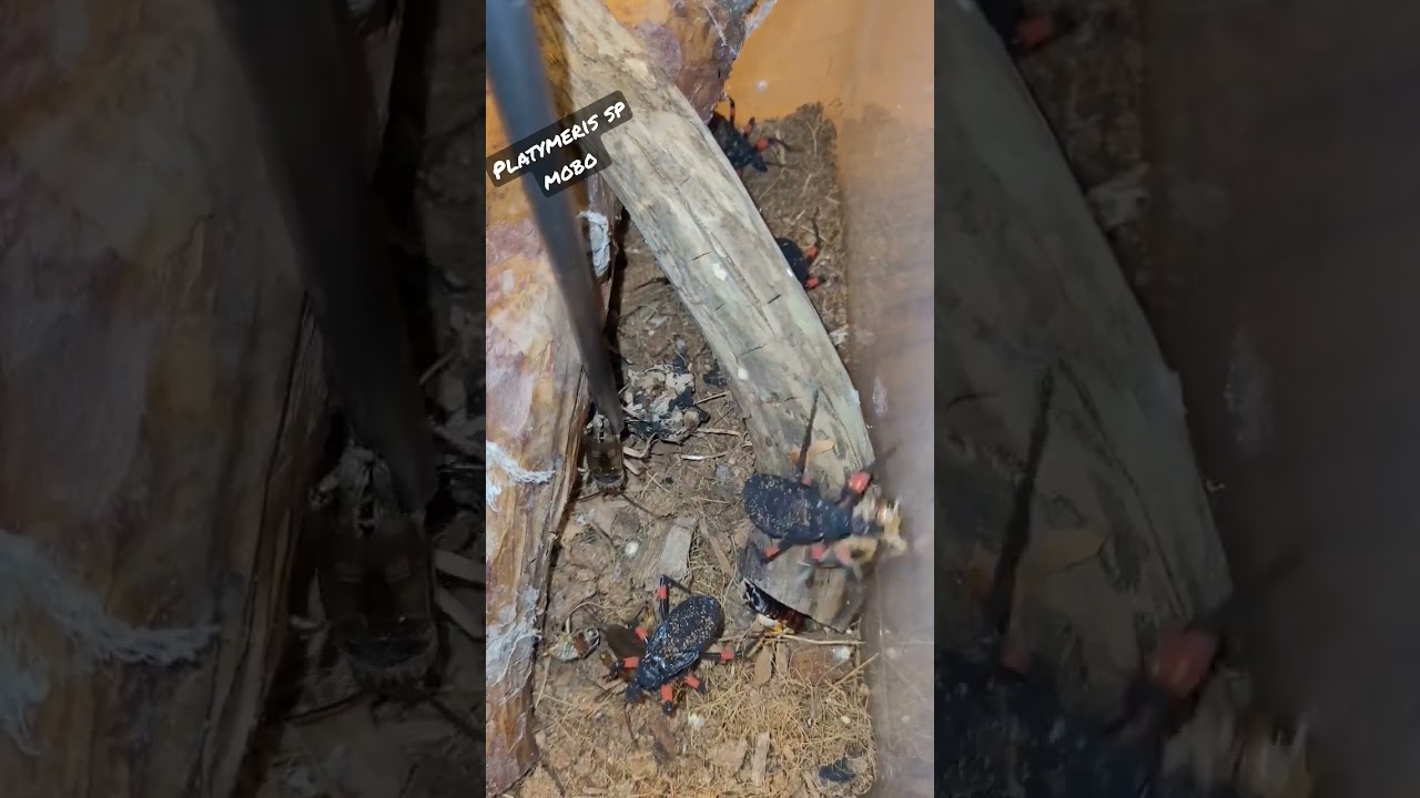 Platymeris sp mobo by Beast Spiders on YouTube