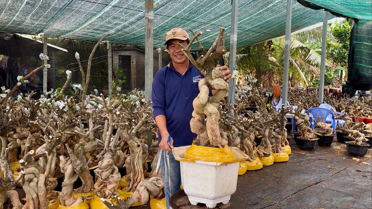 Phôi hoa giấy mỹ dáng đẹp co lắc, cây lỗi thanh lý giá rẽ bao ship toàn quốc ☎0939.884.129 Anh Tý