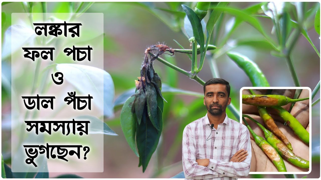 লঙ্কার ফল পচা ও ডাল পঁচা রোগের প্রতিকার করবেন কিভাবে? Chilli's Dieback ,Chilli's Fruit rot.