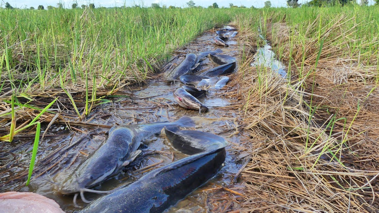 INSANE Catfish Migration in Rice Fields 😱 | Thousands Moving Together!