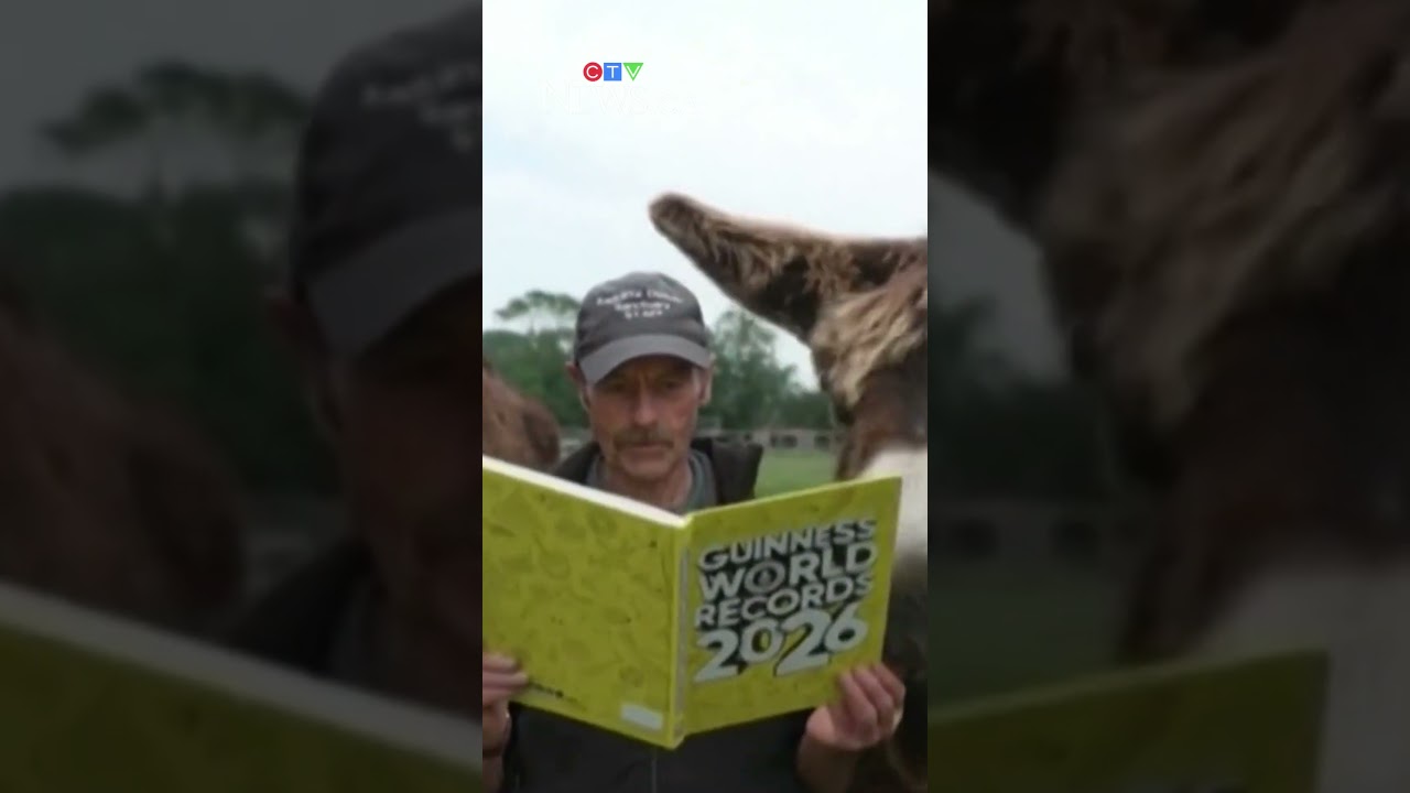 Skateboarding pigs and extraordinary donkeys earn spots in Guinness Book of World Records