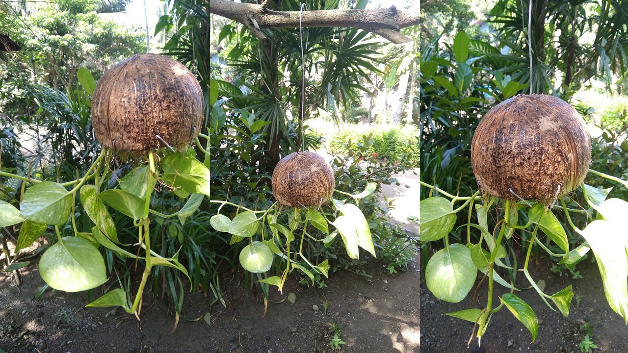 Creative Planter for Money Plant Using Coconut Shell - Hanging Planter Ideas