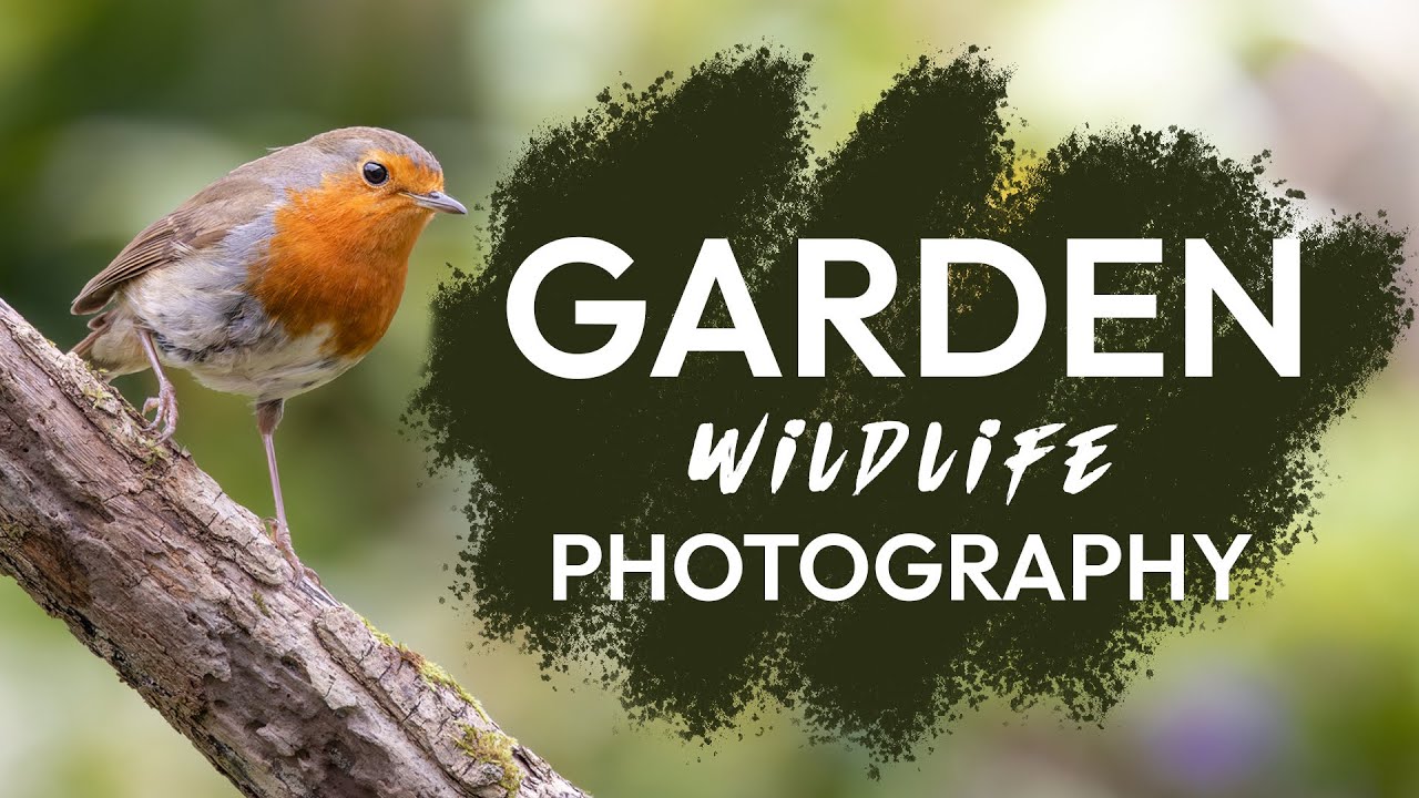 Take Natural Bird Photos in your own Garden - Episode 4, 2024