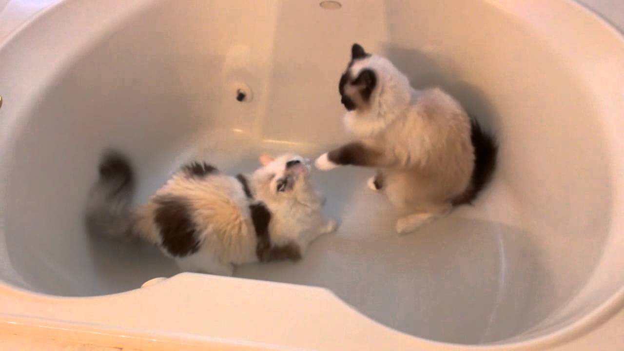 Slow Motion Cat Wrestling