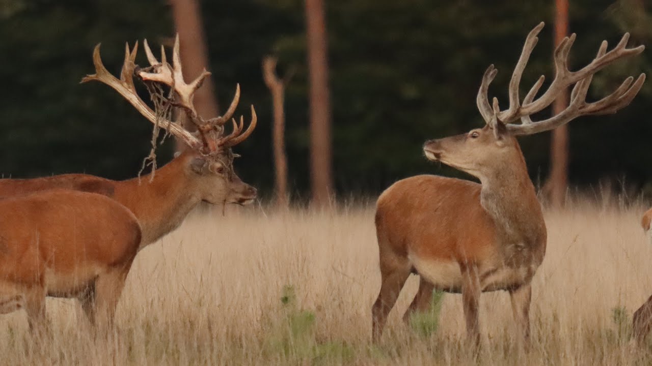 Eerste edelhert geveegd -  First red deer with swept antlers