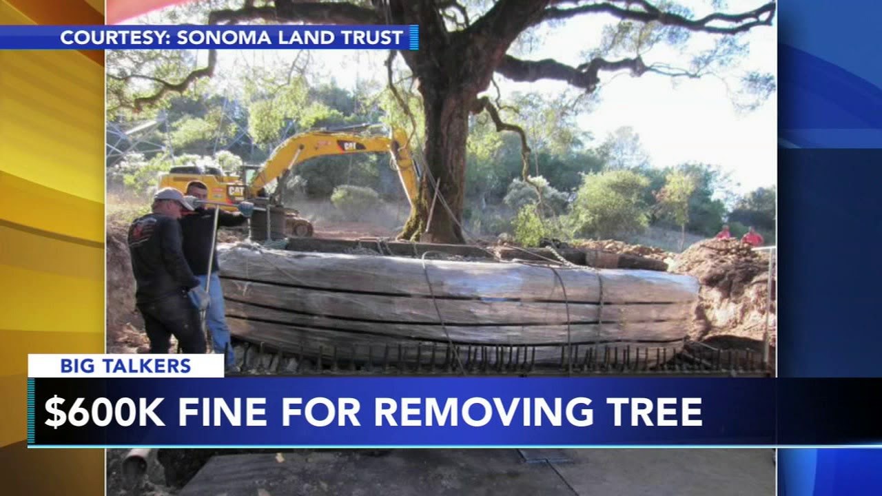 Couple charged $600k after removing tree from their property