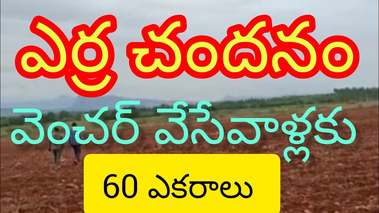 Low Cost Red Soil Lad For Sale | Red Sandal Farm Land For Sale | Property Promotion Tv