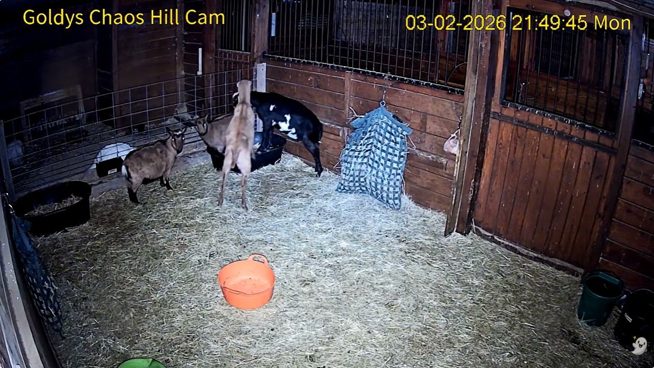Goldy's  Chaos Hill 7pm to 1030pm;Blossom  Petal Mylo Melvin;  2 Turkeys    322026