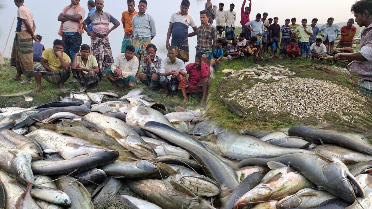 হাকালুকির হাওরের  অনেক পুরনো ঐতিহ্যবাহী পুকুরের বড় বড় শোল গজার বোয়াল মাছ ধরা হচ্ছে । #hakaluki TV
