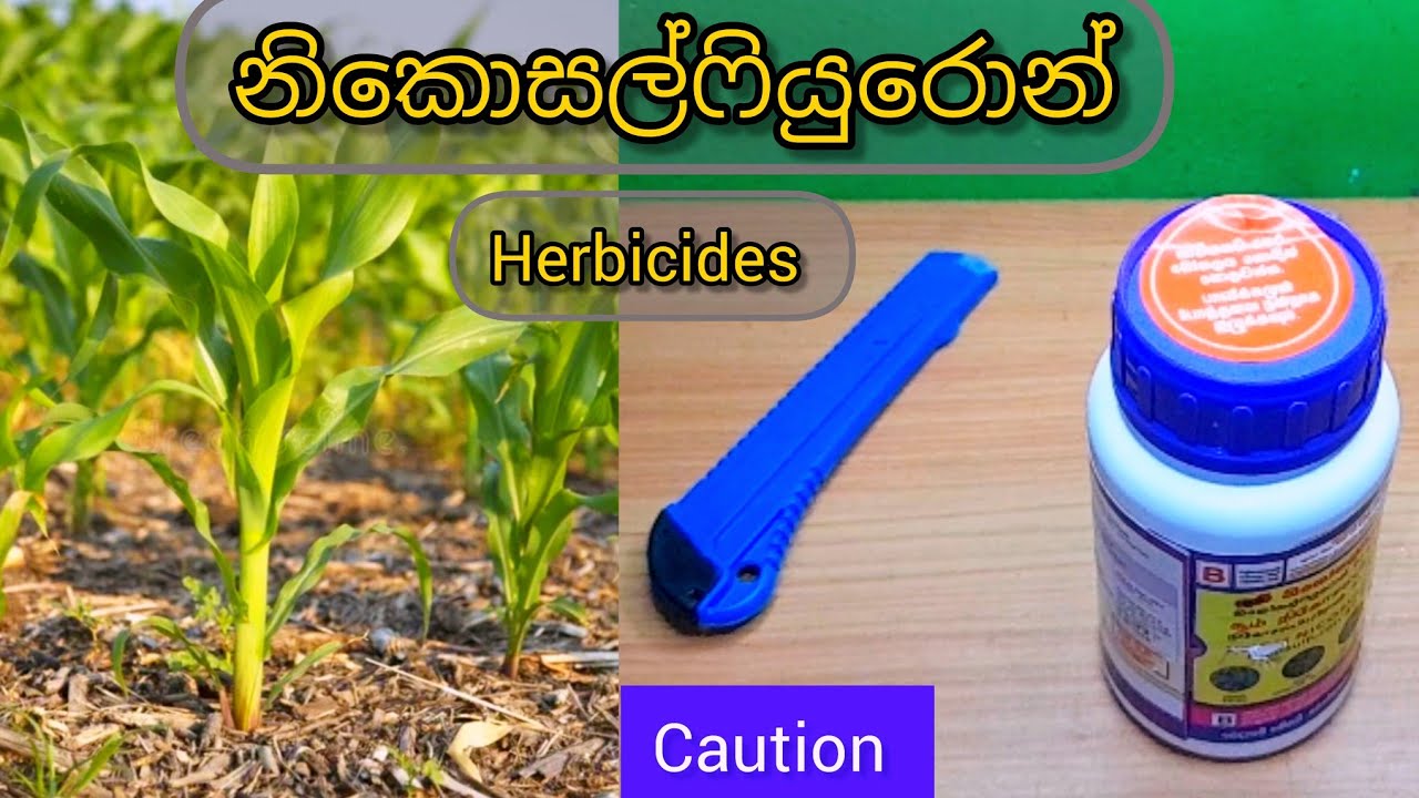 බඩඉරිඟු වගාවේ ශාක පළිබොධ මර්ධනයට how to use herbicides for corn plant #farming