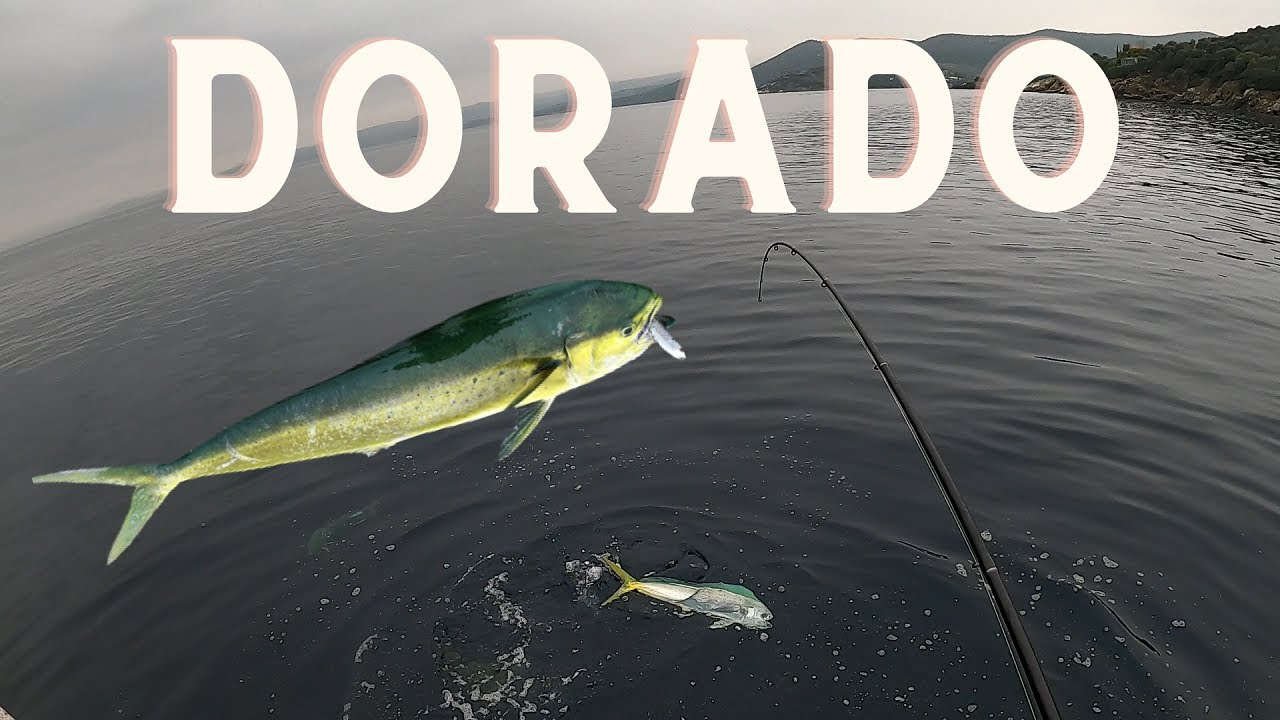 FISHING DORADO (Mahi-Mahi) - Greece